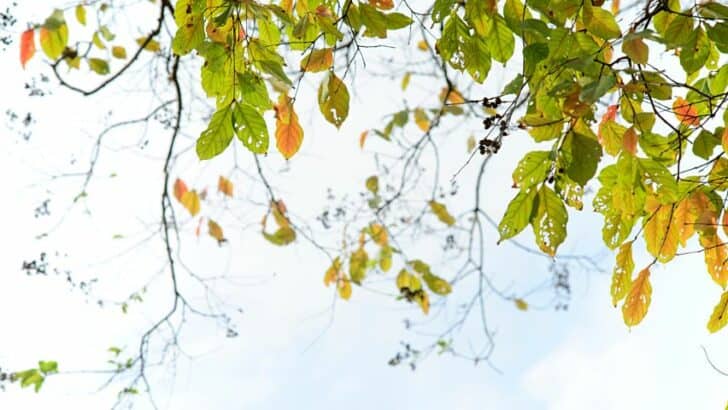 Crepe Myrtle Leaves Turning Brown —  5 Best Telltale Reasons