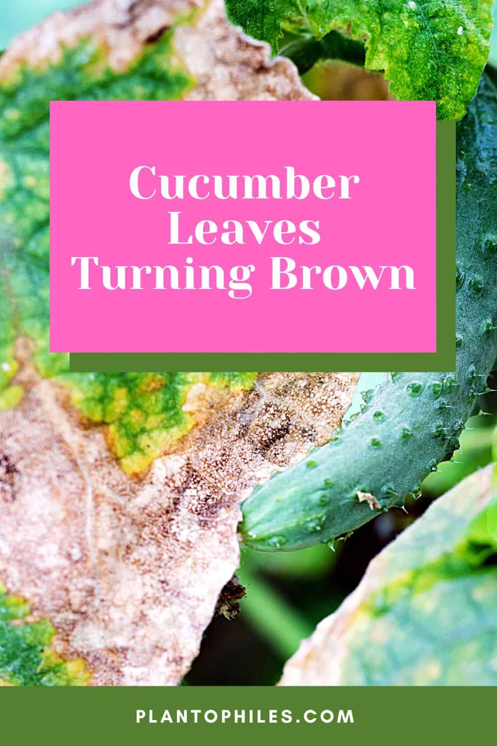5 Causes of Cucumber Leaves Turning Brown 