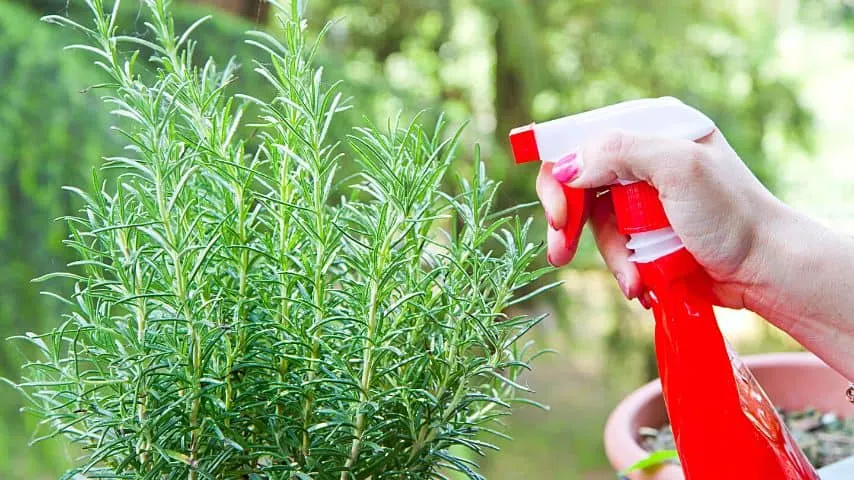 If you find the leaves of your rosemary bush turning brown, spray them with diluted vinegar or weak soapy water to remove the fungus causing it