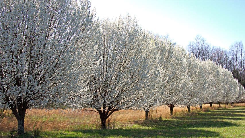 Pear trees are great plants to grow in your garden as they're sturdy trees, not to mention immune to insect infestation