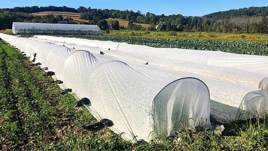 Placing floating row covers over your cucumber plants can help prevent cucumber beetles from accessing their vines