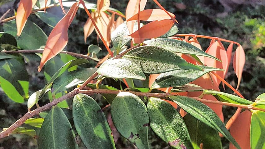 Pruning the psyllid-affected leaves of the Lilly Pilly can help control the infestation and contain the damage 