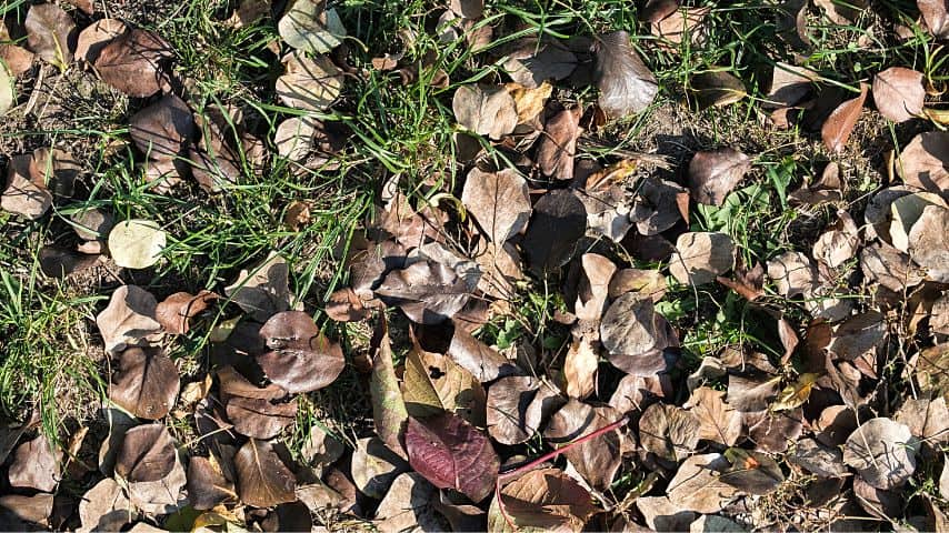 Regularly clearing fallen pear leaves help prevent the mites from overwintering on the leaves and climbing back up the tree's trunk