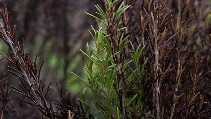 Rosemary Leaves Turning Brown — 6 Most Common Reasons