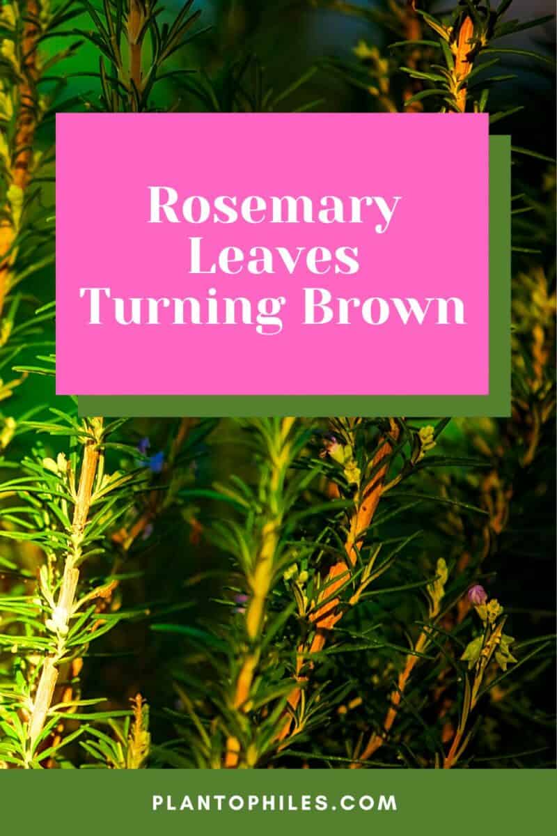 Rosemary Leaves Turning Brown — 6 Most Common Reasons