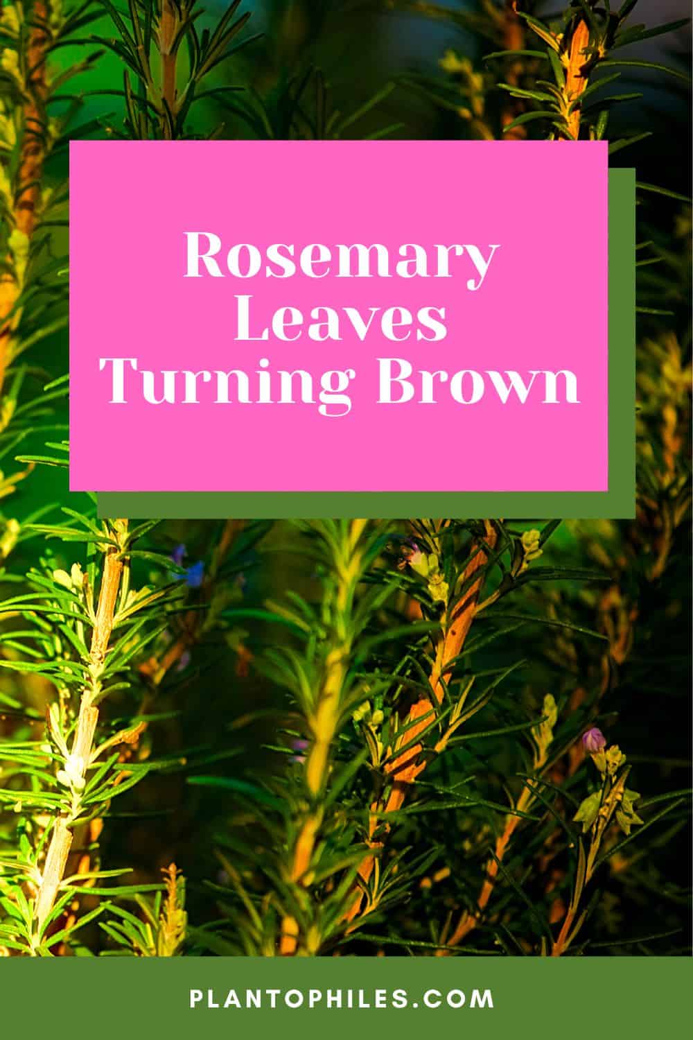 Rosemary Leaves Turning Brown