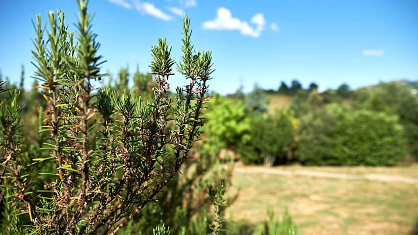 Since rosemary plants are used to living in semi-arid places, overwatering them can lead to root rot, browning its leaves