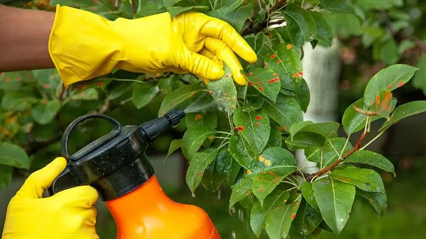 Spraying the leaves of the pear tree that have bumps with chemical solutions can help  in killing the mites