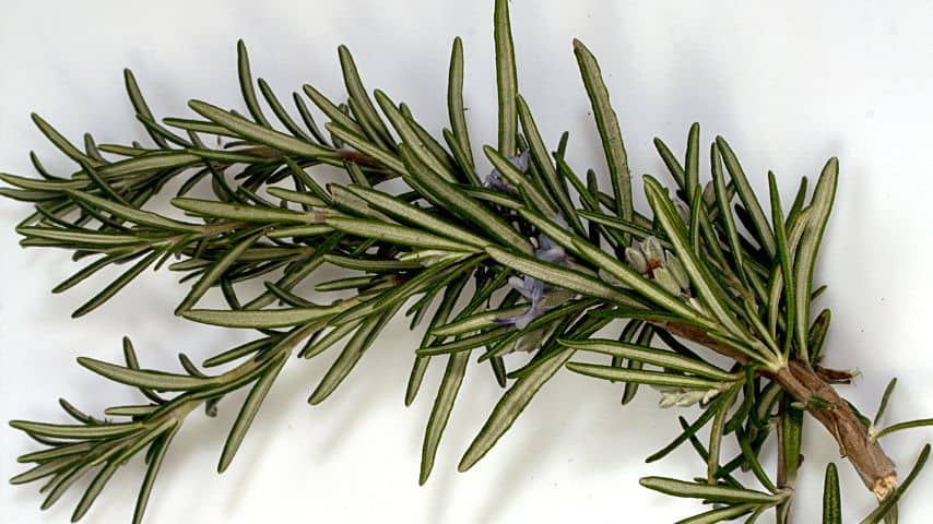 The leaves of the rosemary plant can be slight brown-greenish when dried