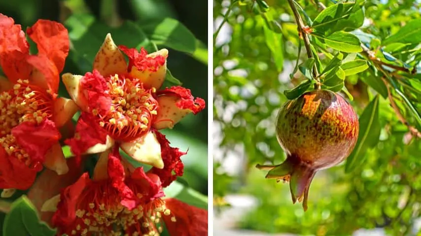 The ornamental pomegranate only bears flowers, while the fruiting pomegranate tree bears flowers that turn into fruits later on