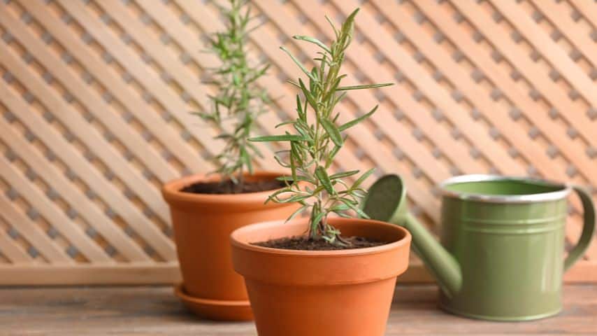 To avoid root rot in your rosemary plant, reduce the water it gets to avoid browning of its leaves