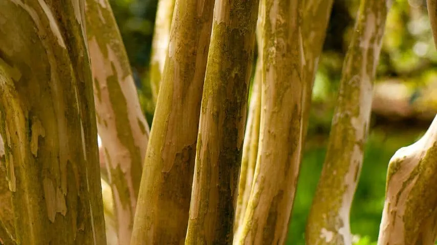 4 Worst Causes For White Spots on Crepe Myrtles