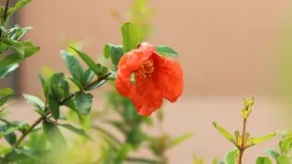 Why Does My Pomegranate Have Flowers But No Fruit?