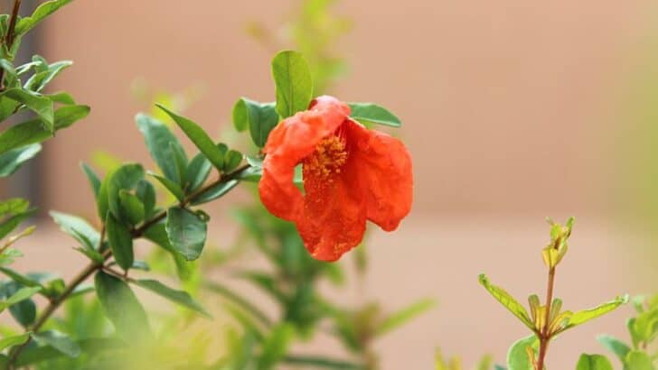 Why Does My Pomegranate Have Flowers But No Fruit? 5 Reasons