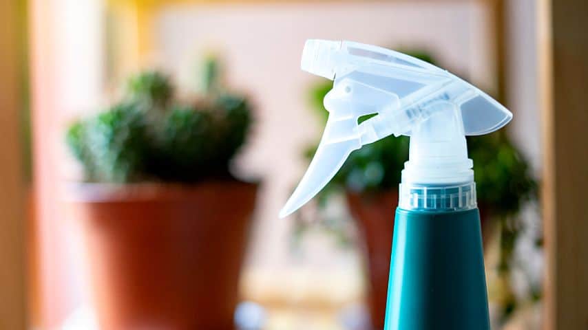 You can spray your rosemary plants with water using a sprayer to keep them humid