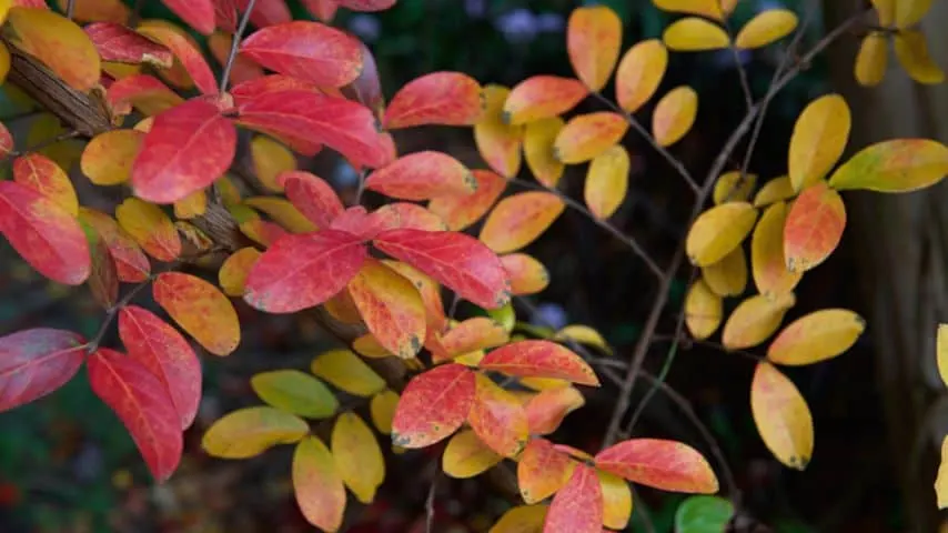 A crepe myrtle's leaves can turn yellow during the autumn season