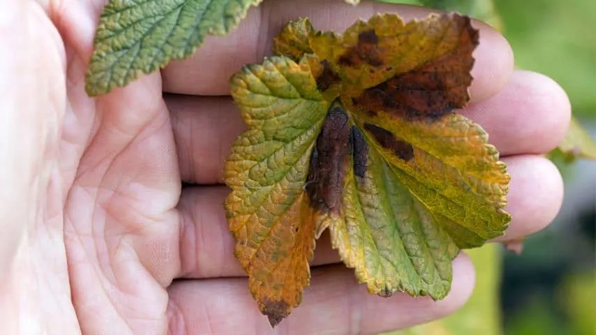 Anthracnose, a fungal disease that affects the dogwood's leaves, branches, and trunks, is another reason for its leaves turning red