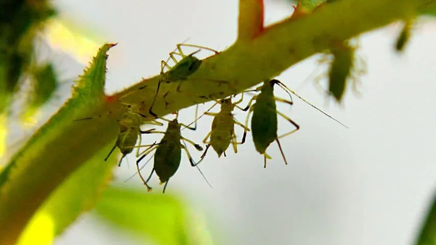 Aphids infesting your Crepe Myrtle tree can cause browning of its leaves