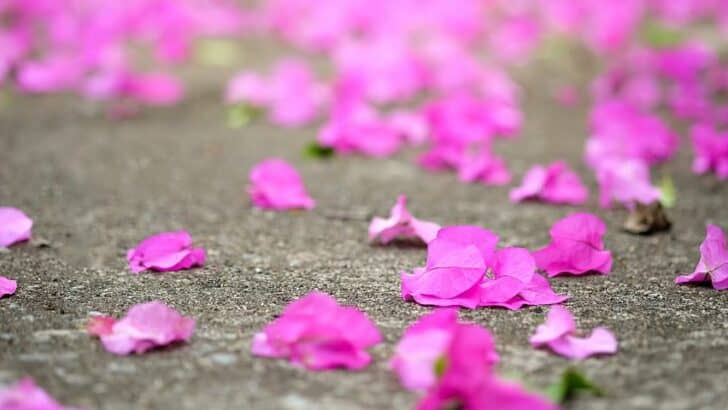 Bougainvillea Dropping Flowers — 7 Worrying Causes
