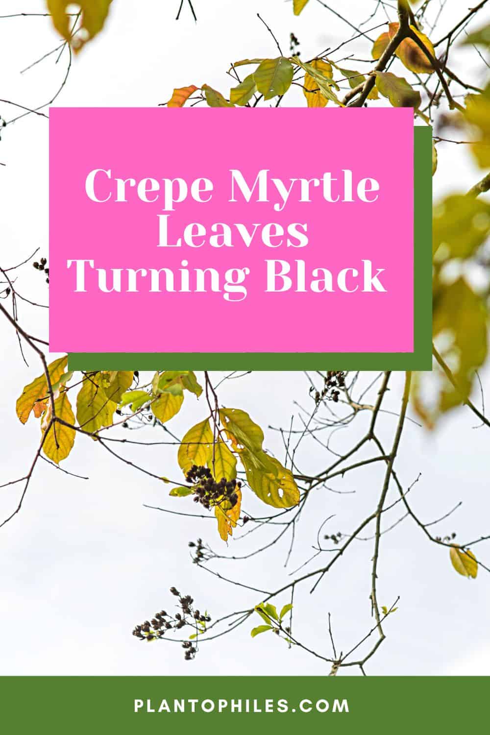 Crepe Myrtle Leaves Turning Black