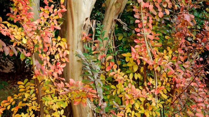 Crepe Myrtle Leaves Turning Yellow — 5 Shocking Reasons