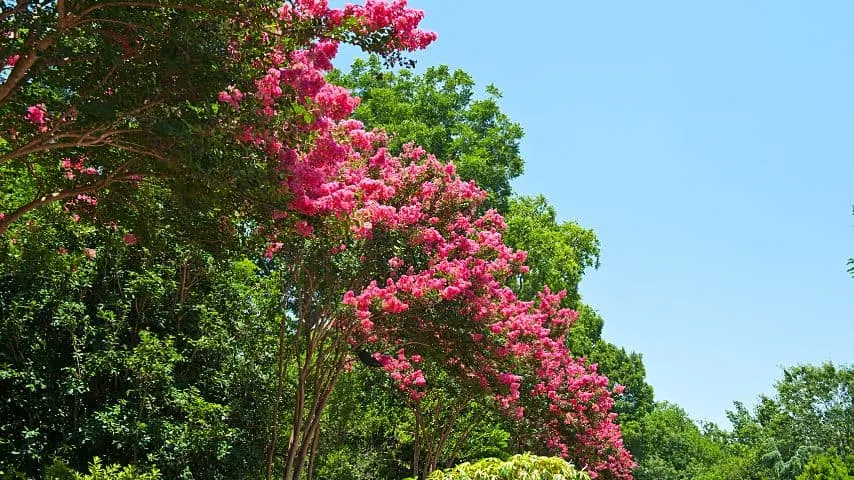 Crepe myrtles are native plants that grow in and near Southeast Asia and Northern Australia