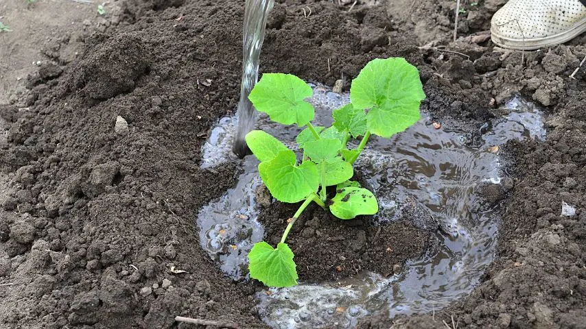 Cucumbers need watering four times weekly for them to thrive