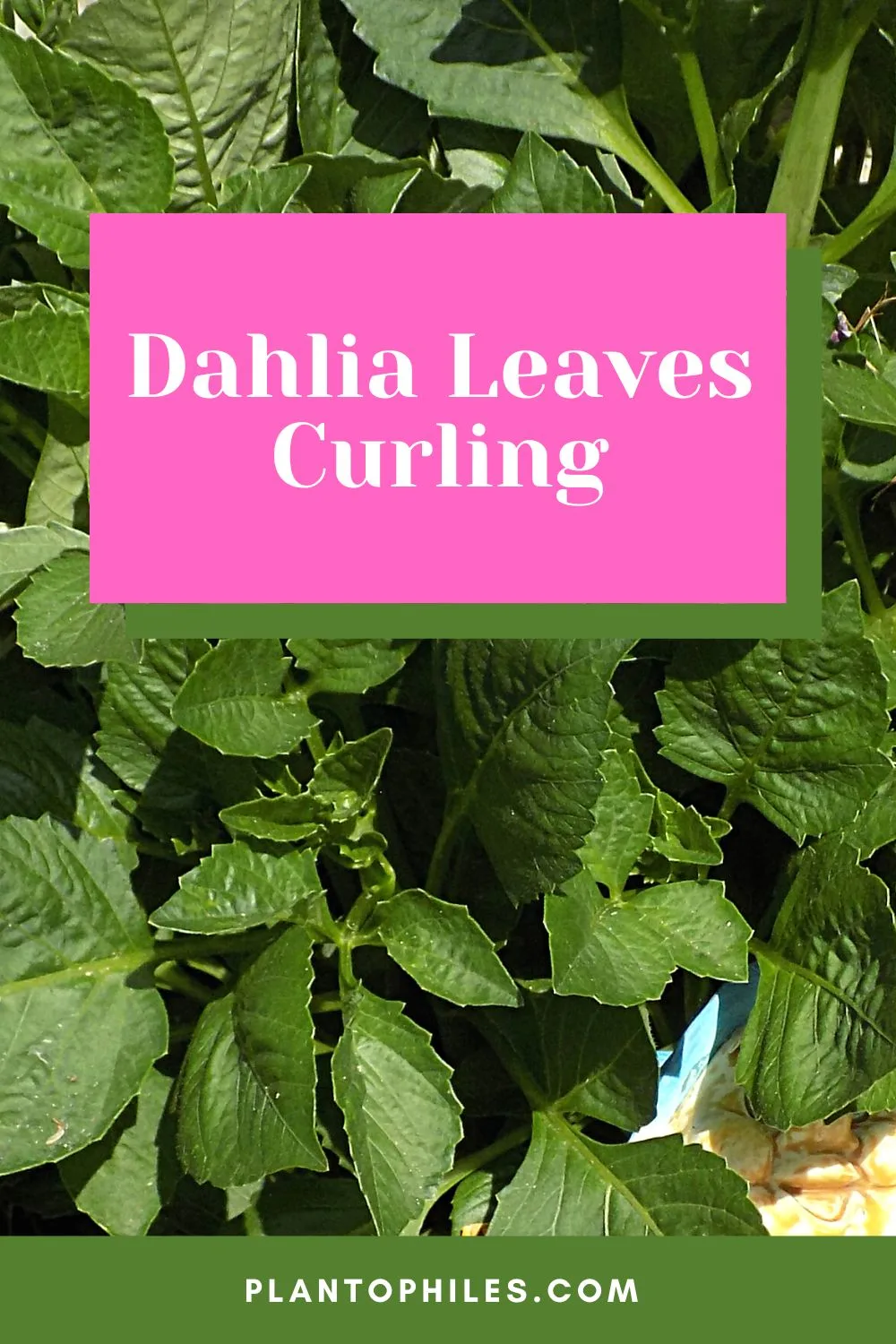 Dahlia Leaves Curling