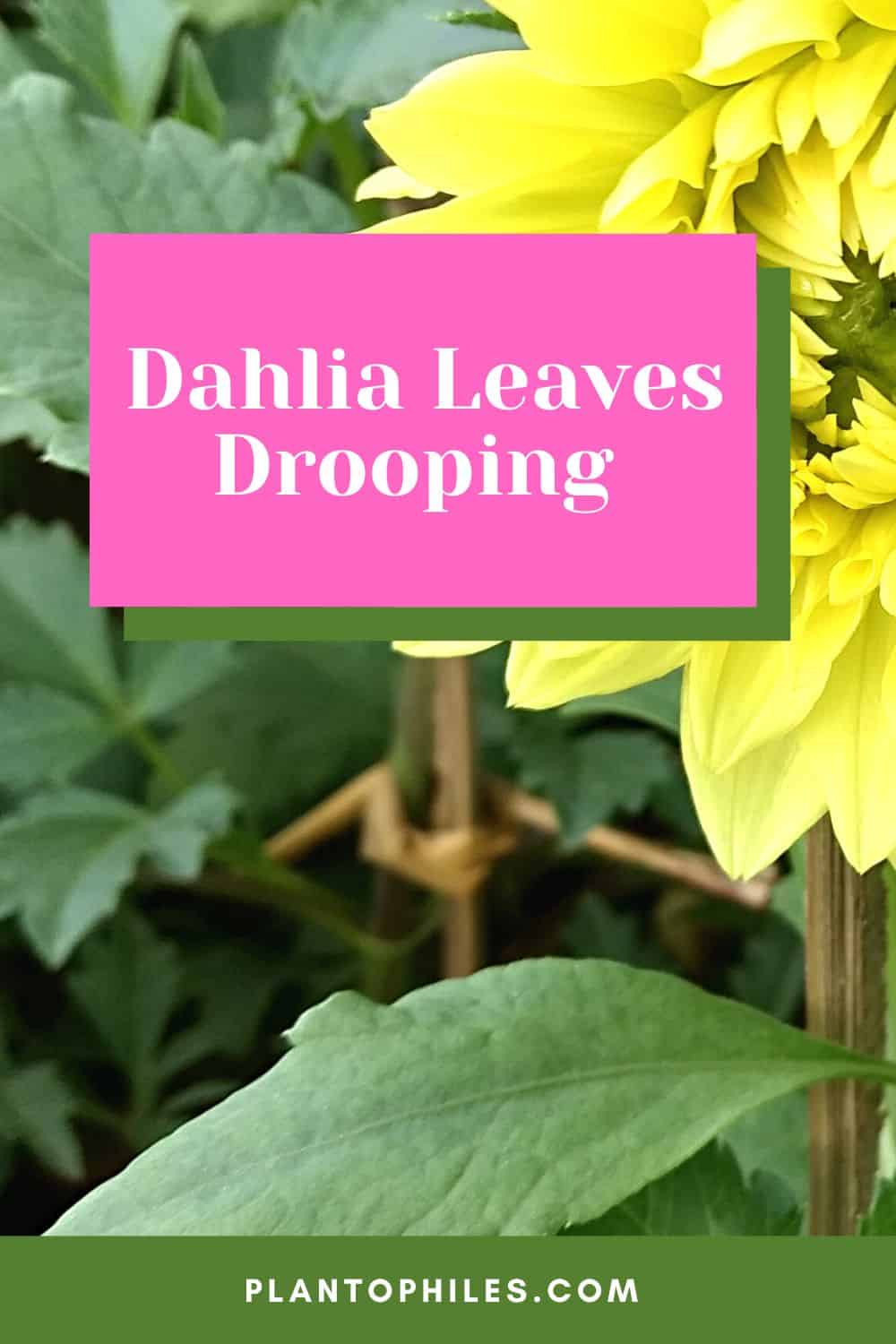 Dahlia Leaves Drooping