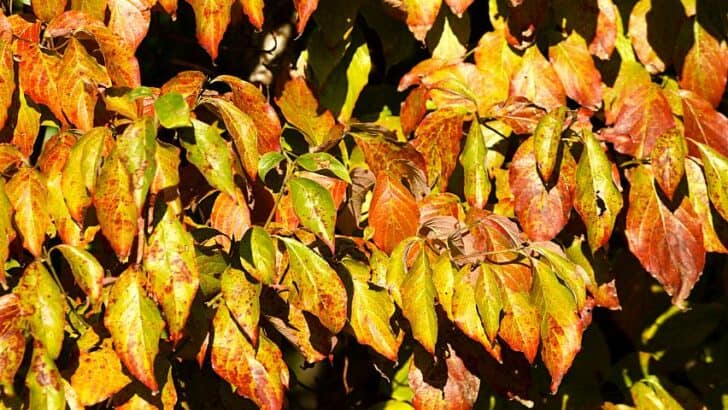 Dogwood Tree Leaves Turning Red — 3 Dangerous Reasons
