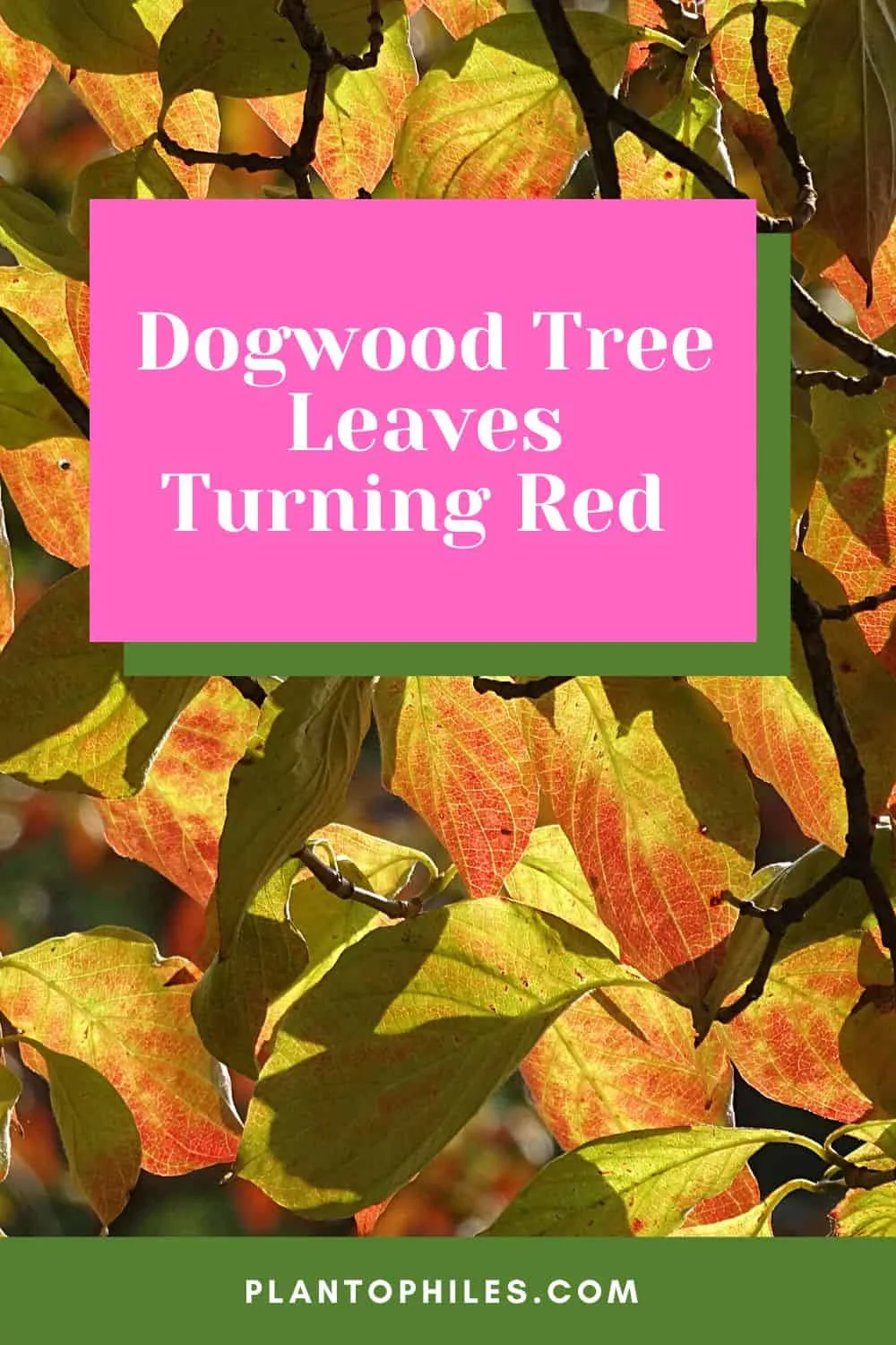 Dogwood Tree Leaves Turning Red