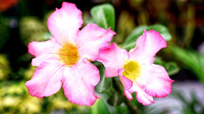 For Mandevilla to bloom, make sure they're placed in an area receiving sunlight for 8 hours in a day