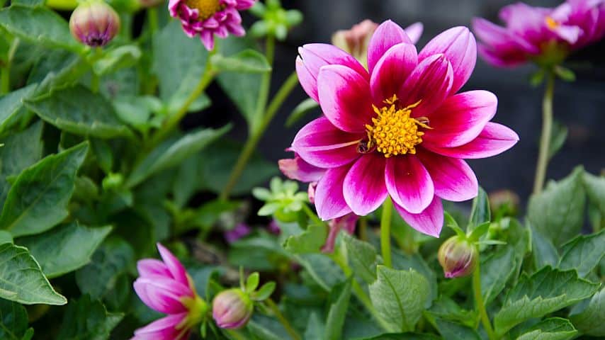 If the leaves of the dahlia die but its stem is still strong and able, the plant can still recover