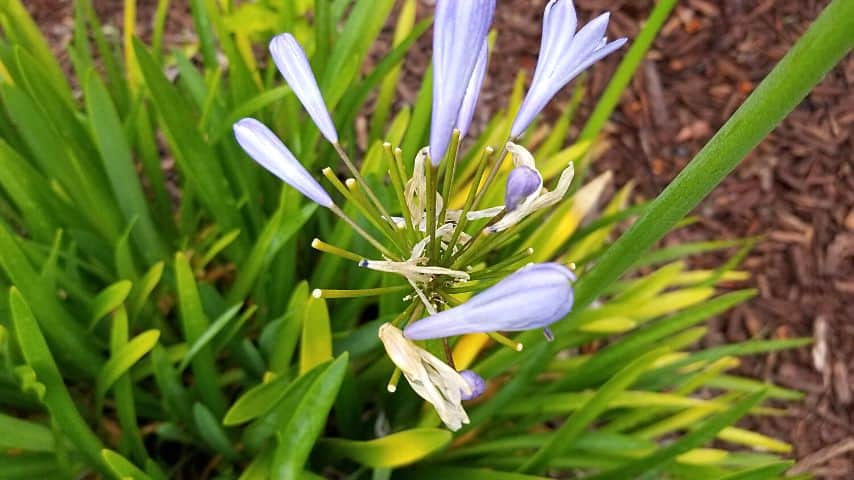 If you begin to notice that the leaves of your Agapanthus are yellowing, it's is scorched from too much sun exposure