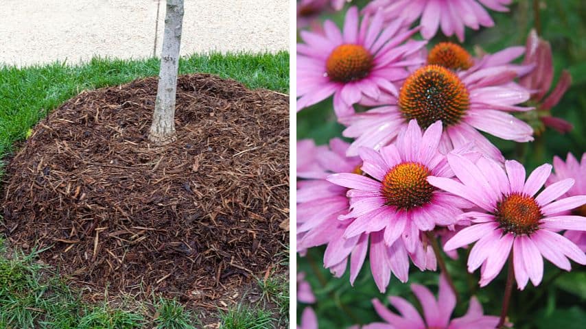 Mulching your crepe myrtle's base or planting always-thirsty plants like the purple coneflower can help prevent root rot from developing due to waterlogging
