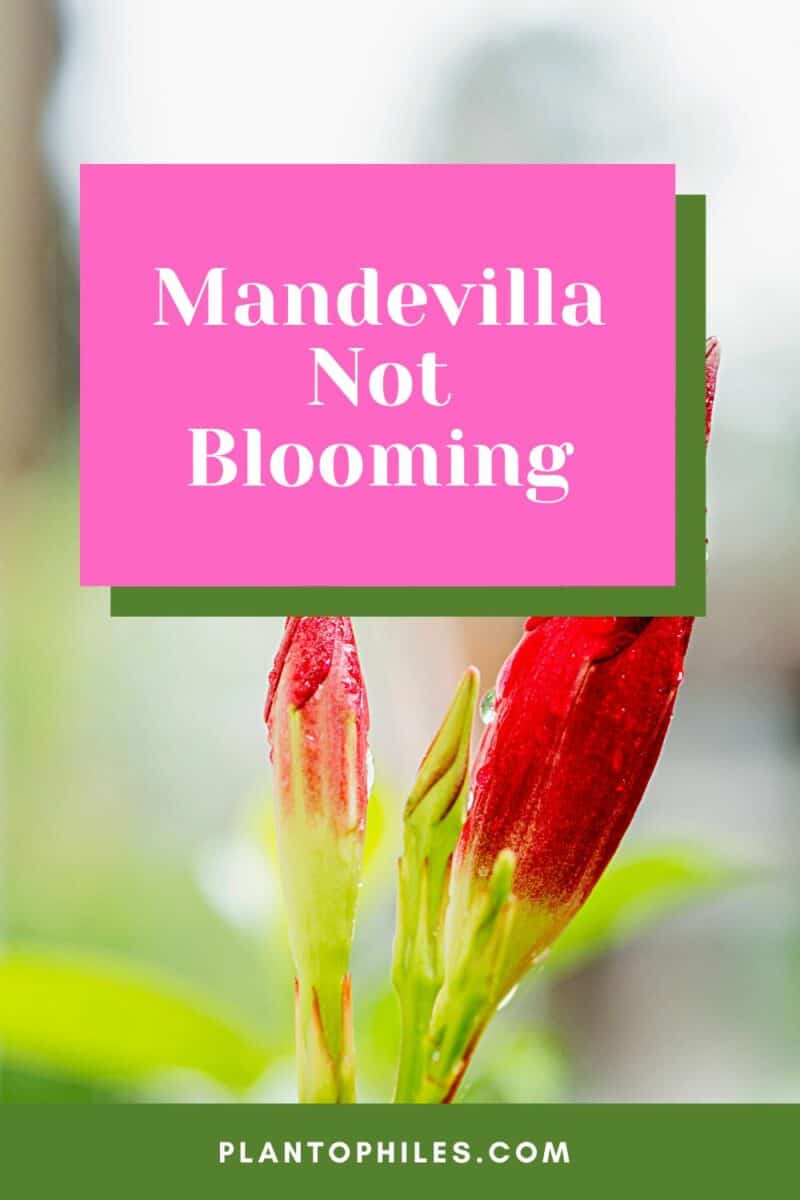 Mandevilla Not Blooming — 6 Worst Culprits Identified