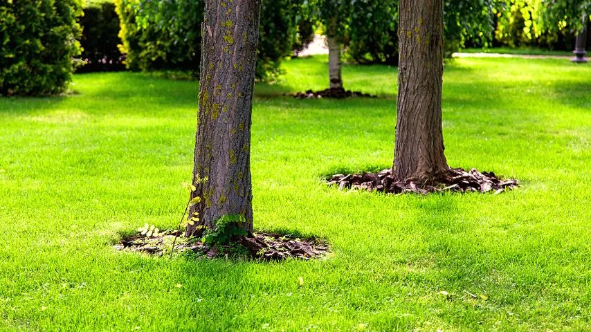 Mulching the base of your dogwood tree helps the soil in conserving water, as well as keeps the soil cool