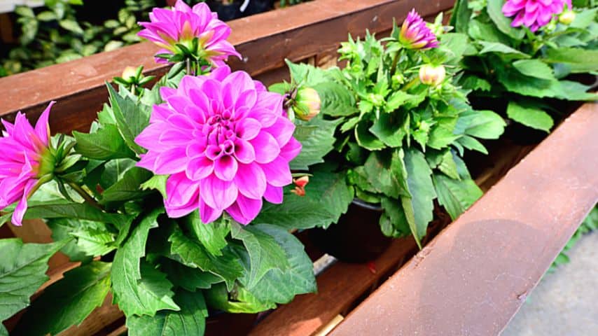 One sign that your dahlia is receiving too much sunlight is the drooping of its leaves accompanied by yellowing or browning of their edges