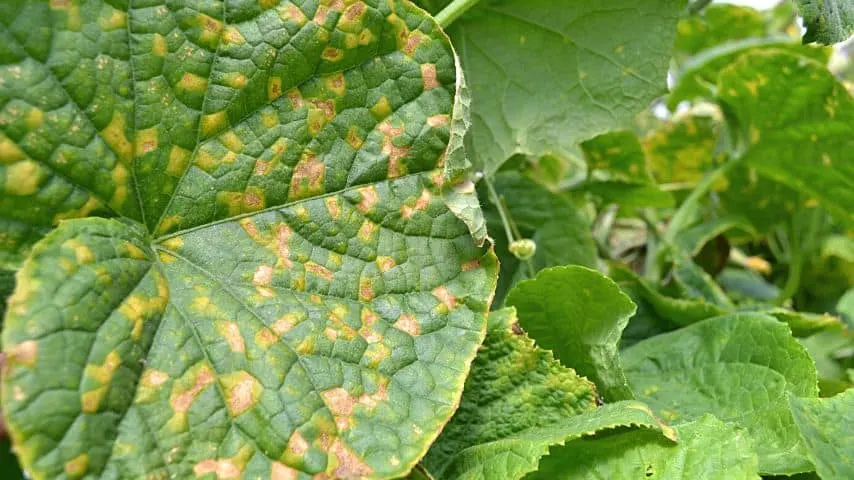 Other things to look for when cucumber leaves curl inward are spots and stripes
