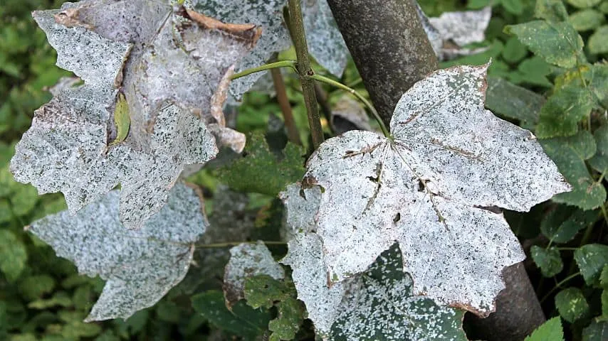 Powdery mildew, like the one on this maple tree leaf, cause white spots to appear on your rosemary leaves