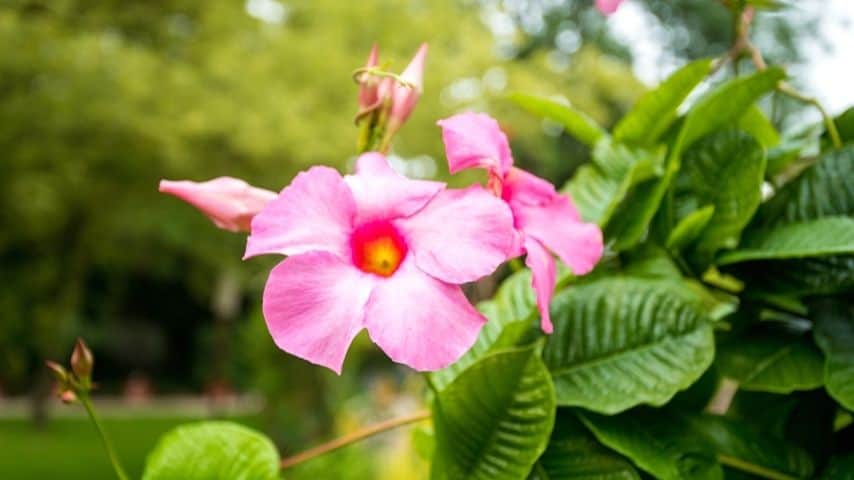 To properly care for a Mandevilla, it must be exposed to sunlight for at least 6 hours, maintain a 45-degree Fahrenheit temperature, and avoid overfertilization