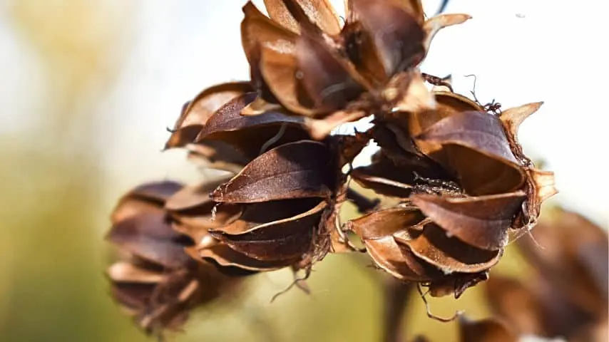 The change of seasons is one of the reasons why the hulls and leaves of the Crepe Myrtle turn brown