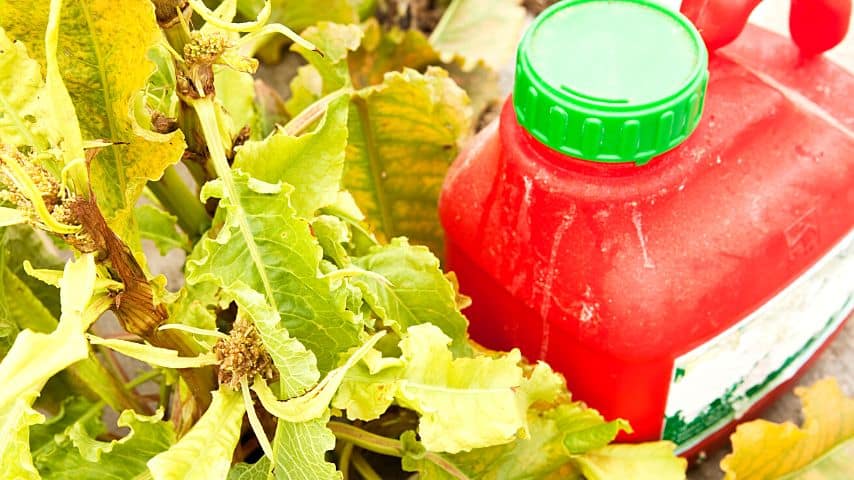 The chemicals on weedkillers can drift into your pomegranate tree and cause the weakening of the plant and yellowing of its leaves