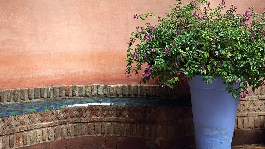 To protect your potted bougainvillea from cold temperatures, bring it indoors