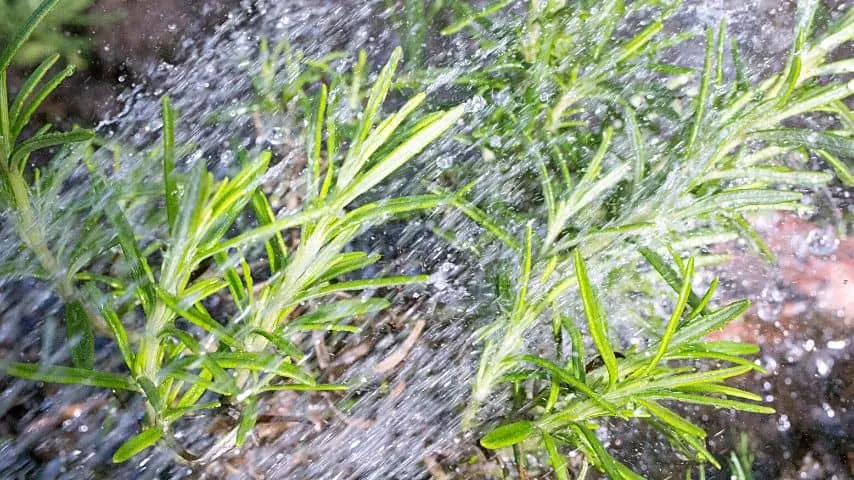 Using tap water can also cause white spots to form on your rosemary's leaves due to mineral buildup