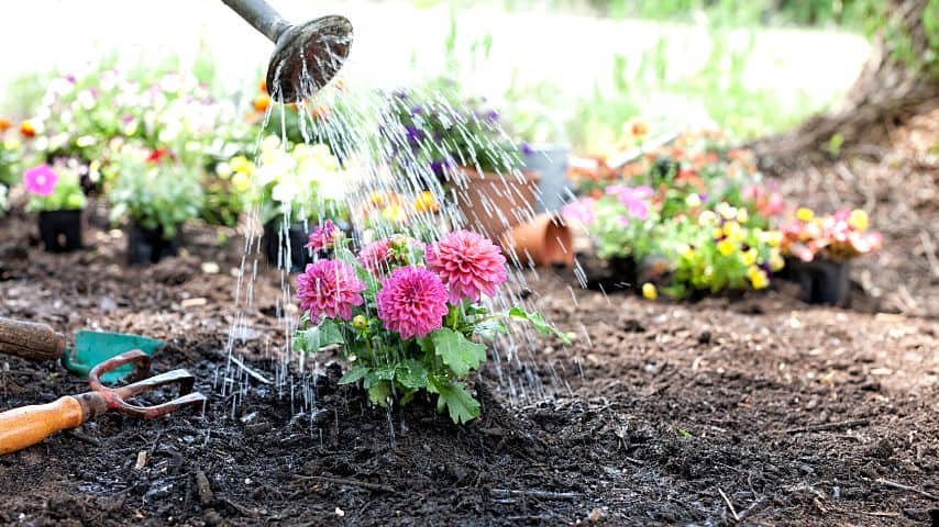 Water your dahlias at least once or twice a week so their leaves won't curl due to underwatering