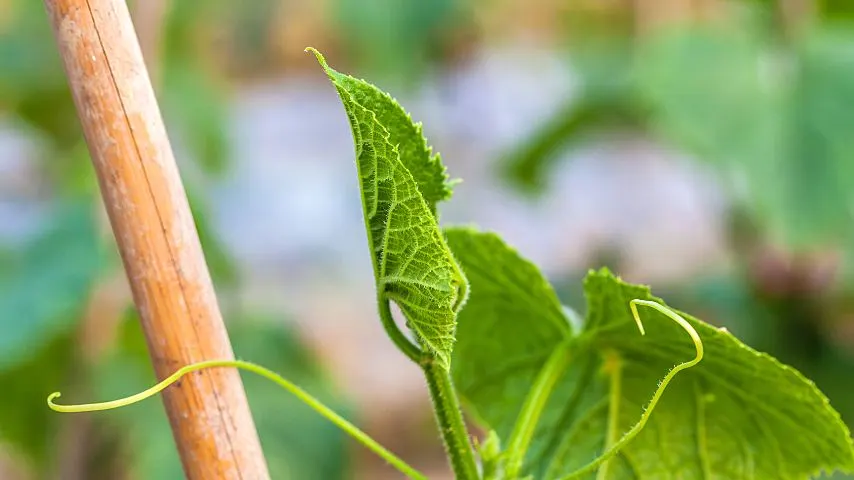 When the cucumber plant's leaves curl inward, it's usually due to nutrient deficiency