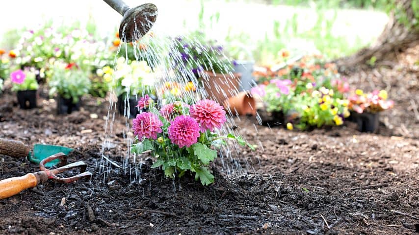 When watering your Dahlia, make sure to water into the soil and not include the leaves