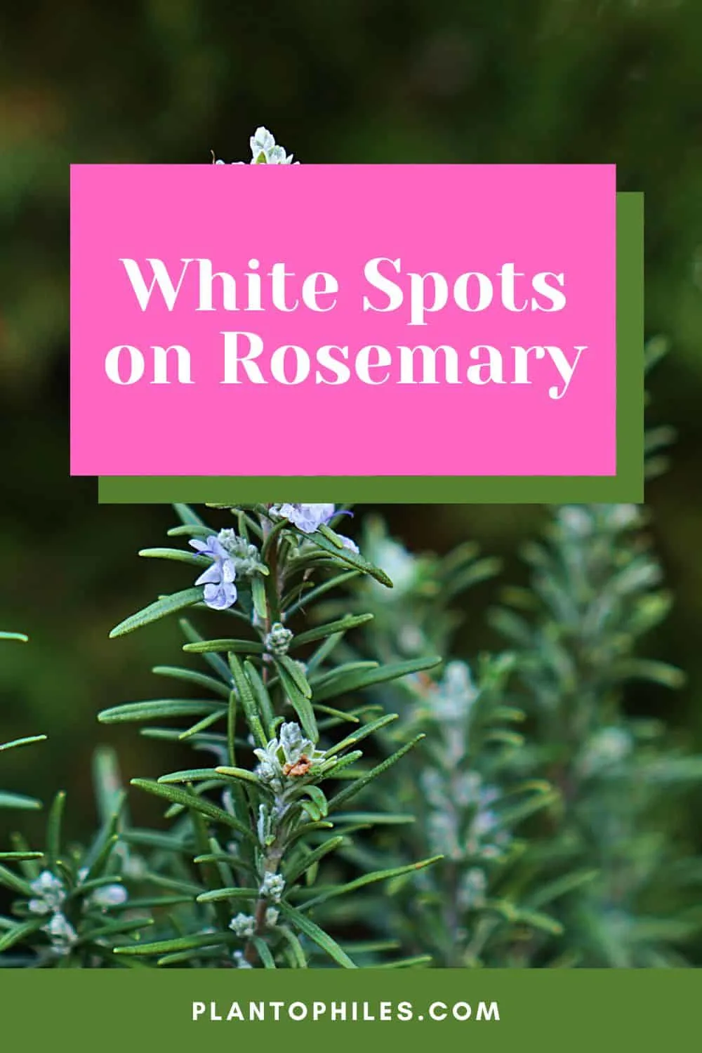 White Spots on Rosemary