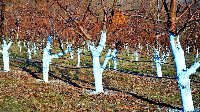 You can put Bordeaux mixture on your dogwood trees, similar to how it's done on these cherry trees, to treat Anthracnose